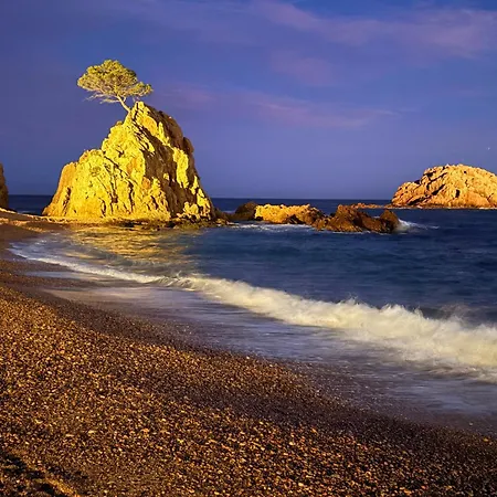 Coral * Tossa de Mar